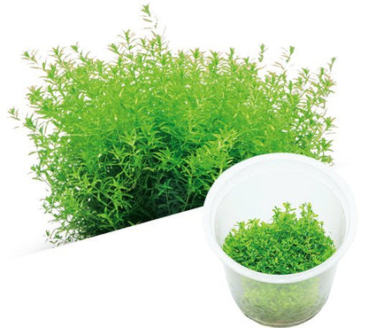 Hemianthus glomeratus (Pearlweed) - ADA TC - Planted Aquaria
