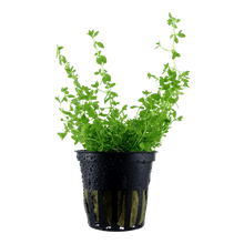 Hemianthus micranthemoides - Potted - Planted Aquaria