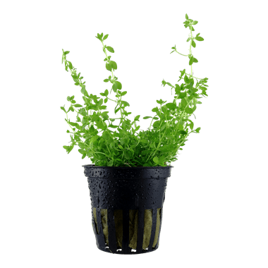 Hemianthus micranthemoides - Potted - Planted Aquaria