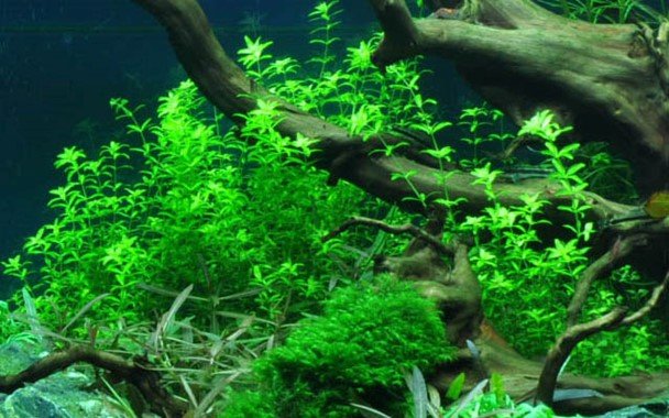 Hemianthus micranthemoides - Potted - Planted Aquaria