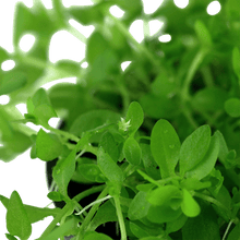 Hemianthus micranthemoides - Potted - Planted Aquaria