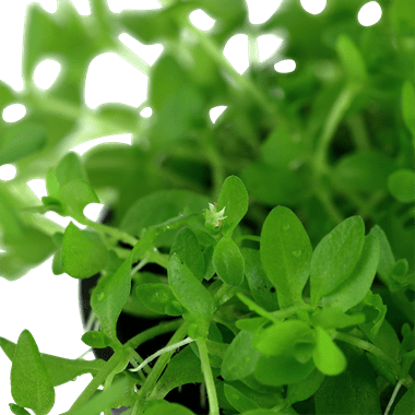 Hemianthus micranthemoides - Potted - Planted Aquaria