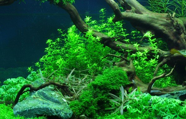Hemianthus micranthemoides - Tropica TC - Planted Aquaria