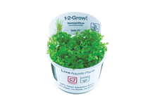 Hemianthus micranthemoides - Tropica TC - Planted Aquaria