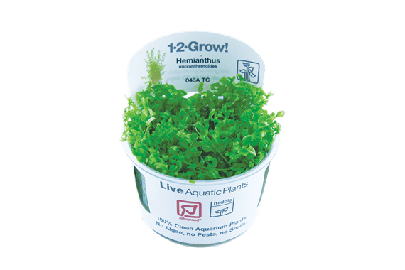 Hemianthus micranthemoides - Tropica TC - Planted Aquaria