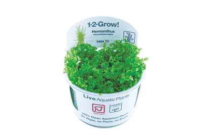 Hemianthus micranthemoides - Tropica TC - Planted Aquaria