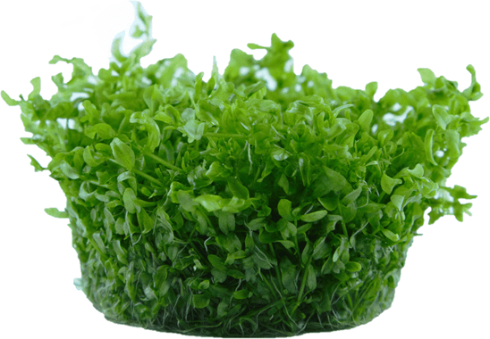 Hemianthus micranthemoides - Tropica TC - Planted Aquaria