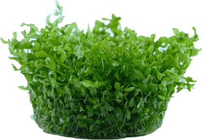 Hemianthus micranthemoides - Tropica TC - Planted Aquaria