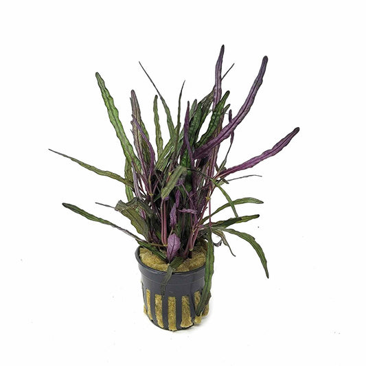 Hemigraphis Repanda Narrow - Potted Terrestrial