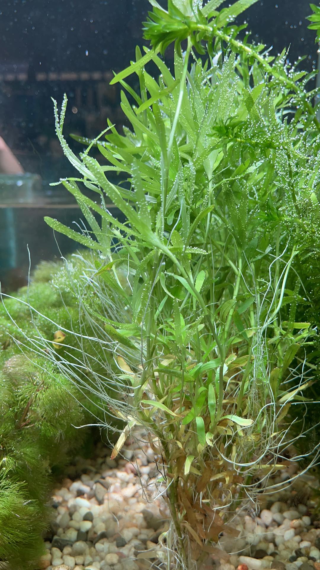 Heteranthera zosterifolia (Star Grass) - Unpotted - Planted Aquaria