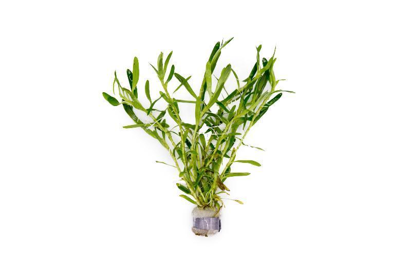 Heteranthera zosterifolia (Star Grass) - Unpotted - Planted Aquaria