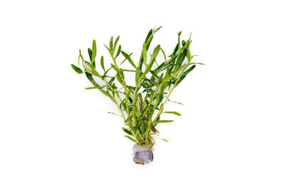 Heteranthera zosterifolia (Star Grass) - Unpotted - Planted Aquaria