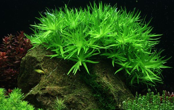 Heteranthera zosterifolia - Tropica TC - Planted Aquaria
