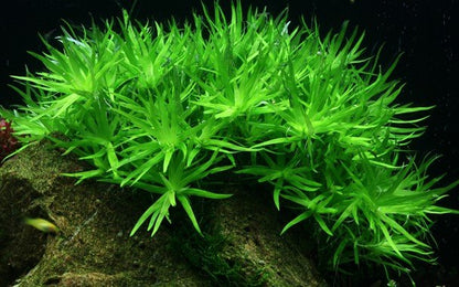 Heteranthera zosterifolia - Tropica TC - Planted Aquaria