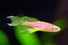 Hi Fin Danios - Assorted - Planted Aquaria