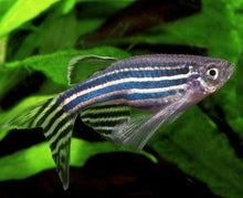 Hi Fin Danios - Assorted - Planted Aquaria