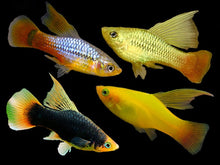 Hi - Fin Platy - Assorted - Planted Aquaria