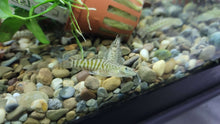 Vietnam Hillstream Loach