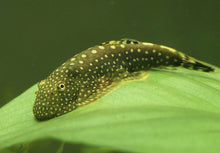 Hillstream Loach - Planted Aquaria