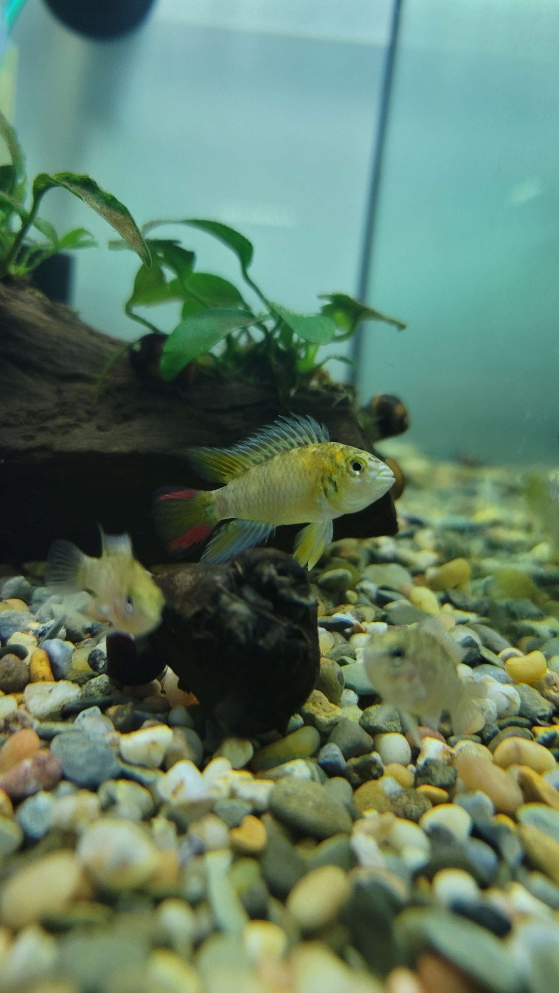 Hoignei Dwarf Cichlid - Planted Aquaria