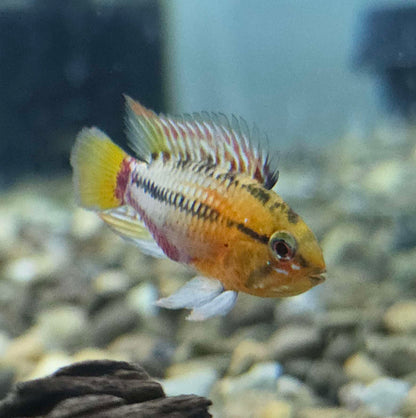 Apistogramma Hongsloi (Golden) Dwarf Cichlid