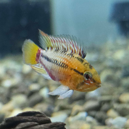 Apistogramma Hongsloi (Golden) Dwarf Cichlid