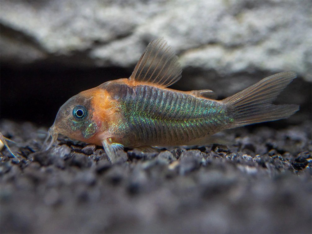 Horseman's Corydoras - Planted Aquaria