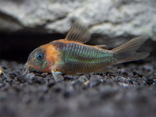Horseman's Corydoras - Planted Aquaria