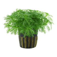 Hottonia palustris - Potted - Planted Aquaria