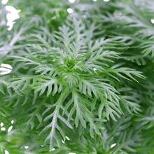 Hottonia palustris - Potted - Planted Aquaria