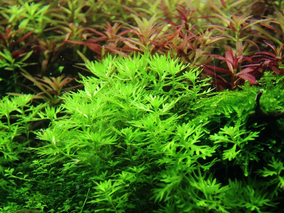 Hottonia Palustris - Tropica TC - Planted Aquaria