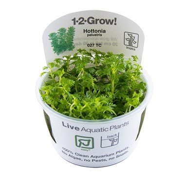 Hottonia Palustris - Tropica TC - Planted Aquaria