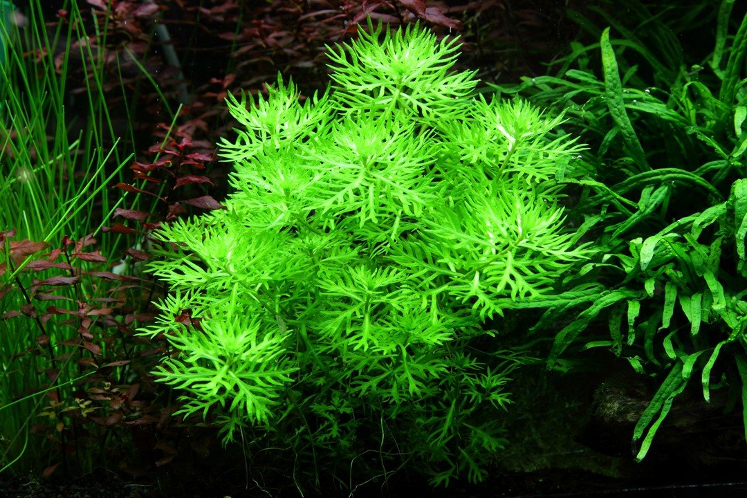 Hottonia Palustris - Tropica TC - Planted Aquaria