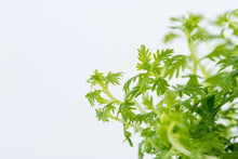 Hottonia Palustris - Tropica TC - Planted Aquaria