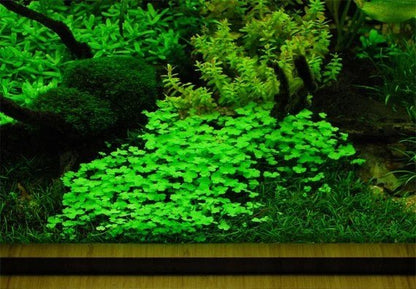 Hydrocotyle tripartita - ADA TC - Planted Aquaria