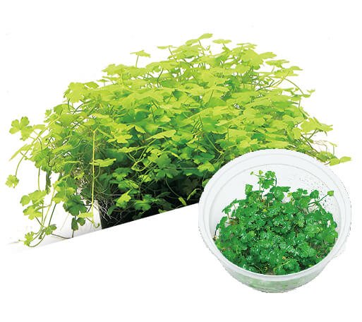 Hydrocotyle tripartita - ADA TC - Planted Aquaria