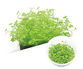 Hydrocotyle tripartita 'mini' - ADA TC - Planted Aquaria