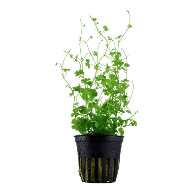 Hydrocotyle tripartita - Potted - Planted Aquaria