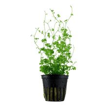 Hydrocotyle tripartita - Potted - Planted Aquaria