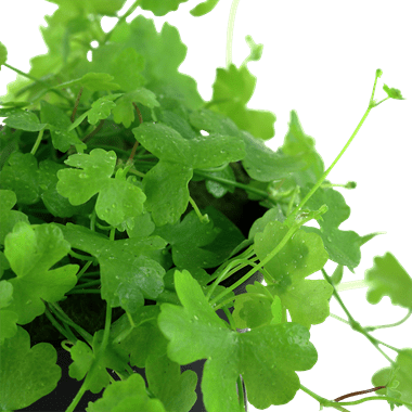 Hydrocotyle tripartita - Potted - Planted Aquaria