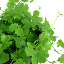Hydrocotyle tripartita - Potted - Planted Aquaria