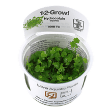 Hydrocotyle tripartita - Tropica TC - Planted Aquaria
