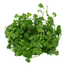 Hydrocotyle tripartita - Tropica TC - Planted Aquaria