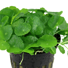 Hydrocotyle verticillata - Potted - Planted Aquaria