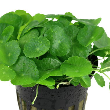 Hydrocotyle verticillata - Potted - Planted Aquaria