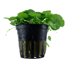 Hydrocotyle verticillata - Potted - Planted Aquaria