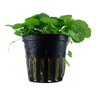 Hydrocotyle verticillata - Potted - Planted Aquaria