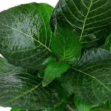 Hygrophila corymbosa 'Compact' - Potted - Planted Aquaria