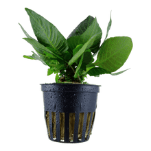 Hygrophila corymbosa 'Compact' - Potted - Planted Aquaria