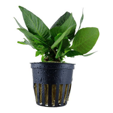 Hygrophila corymbosa 'Compact' - Potted - Planted Aquaria